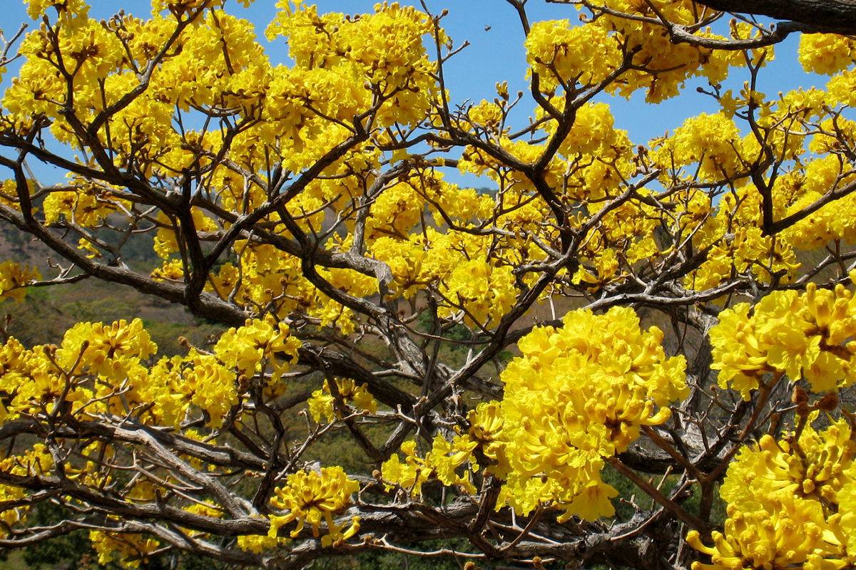 Costa Rica Biodiversity